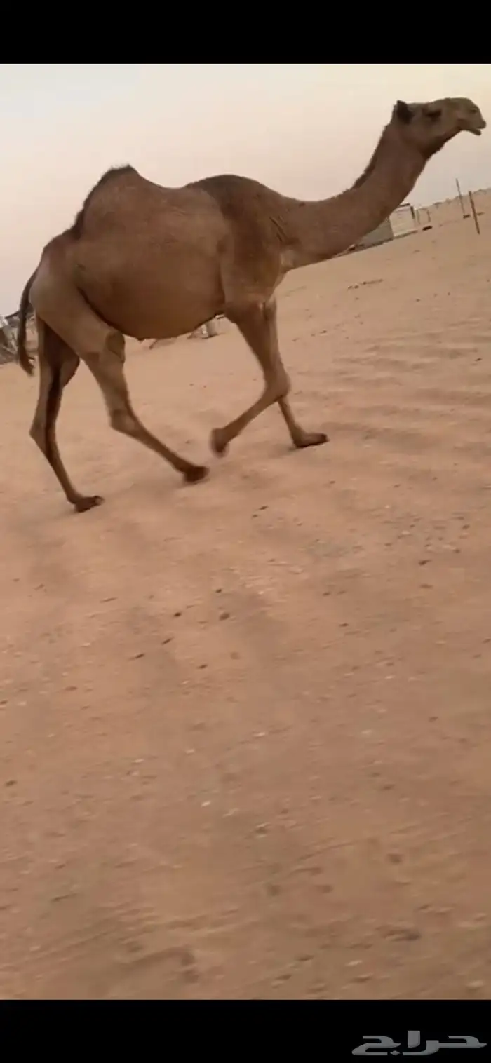 لقحه بتلاقي ثنو شعلا 2