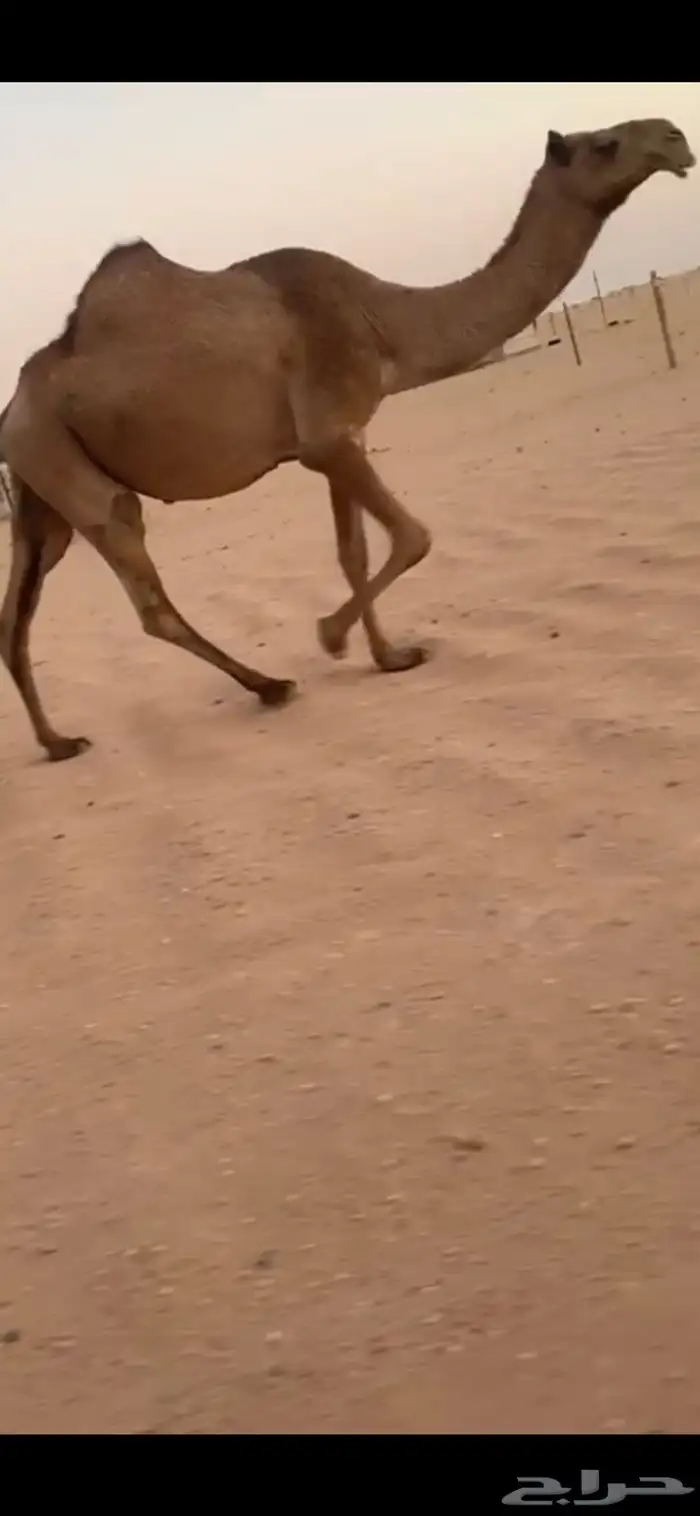 لقحه بتلاقي ثنو شعلا 0