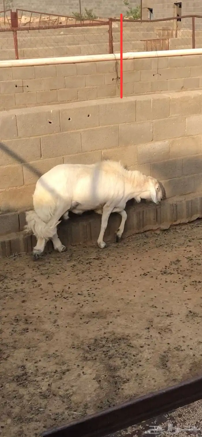 فحل ضان مشروط 1