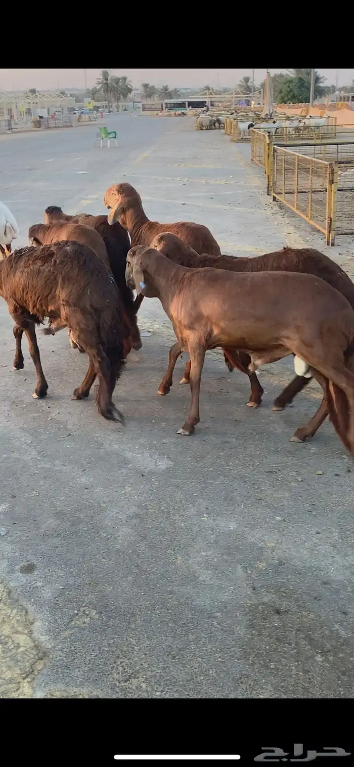 ساكني ذبايح 1