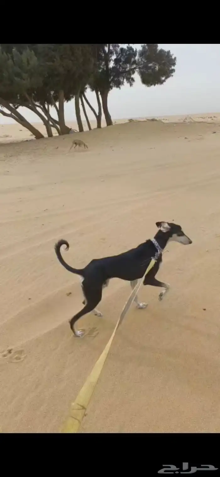 مفقود سلوقي 0