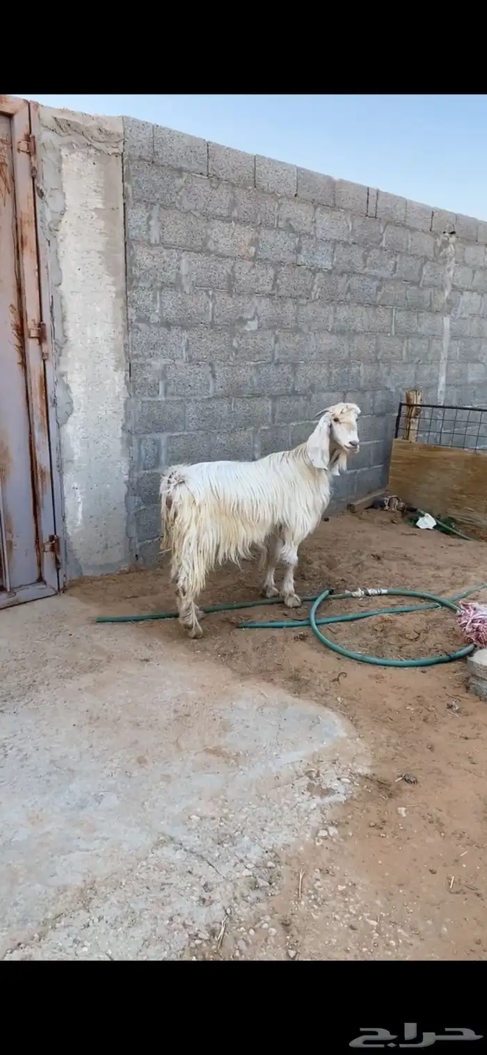 عنزز صفرا صنف صنف ودافع 2