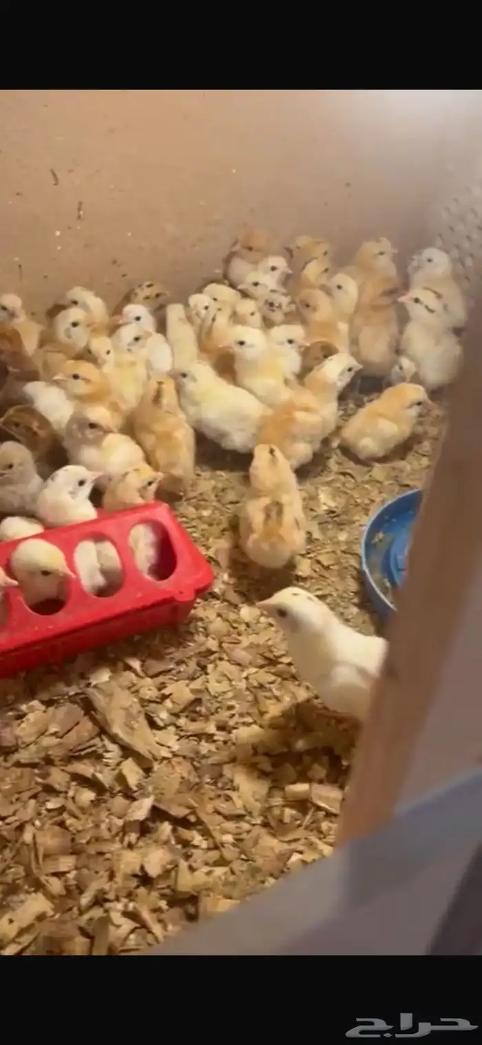 صيصان دجاج بلدي فواتح 4