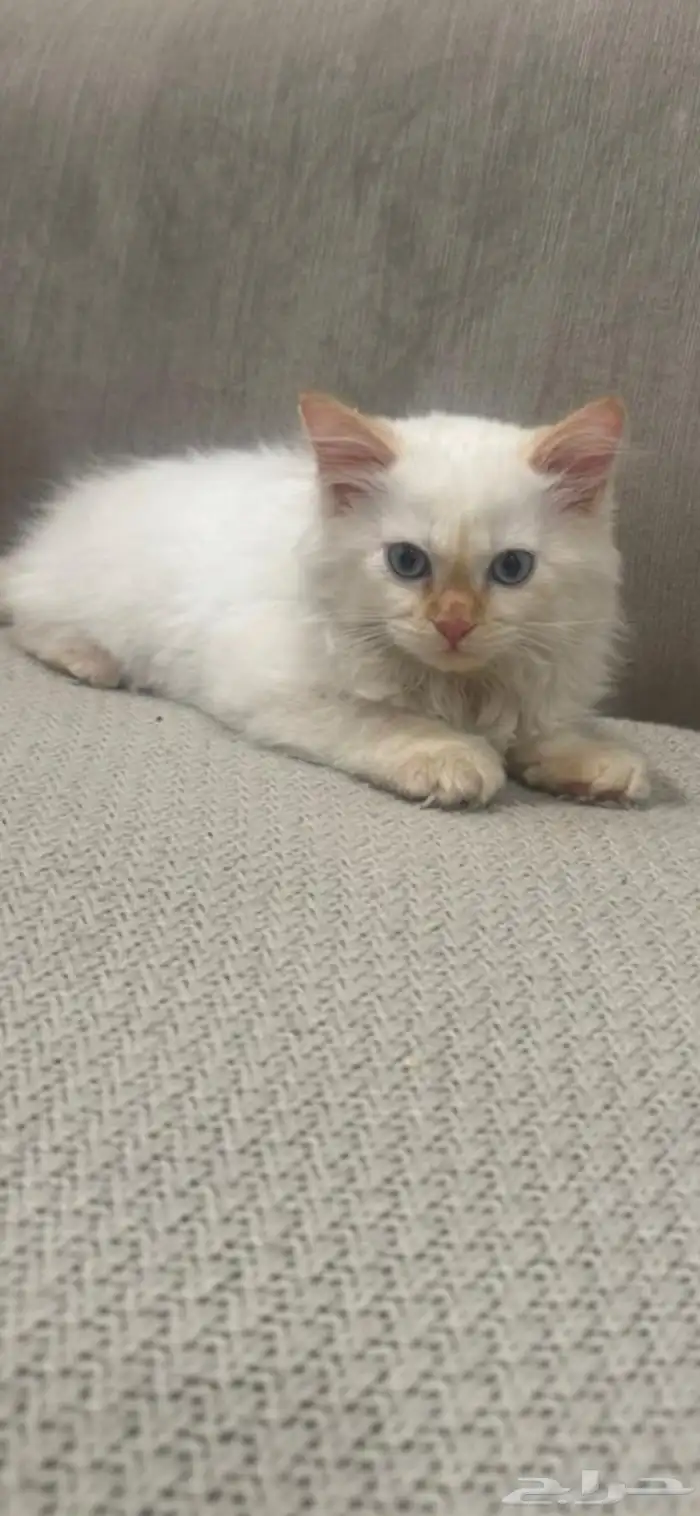 قطة شيرازية هيمالايا جميلة للبيع 2