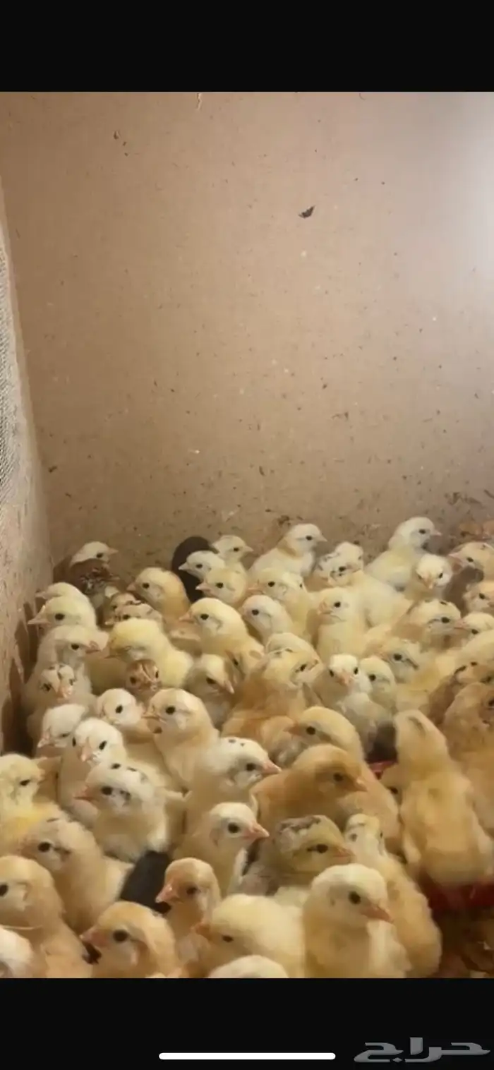 صيصان دجاج بلدي فواتح 0