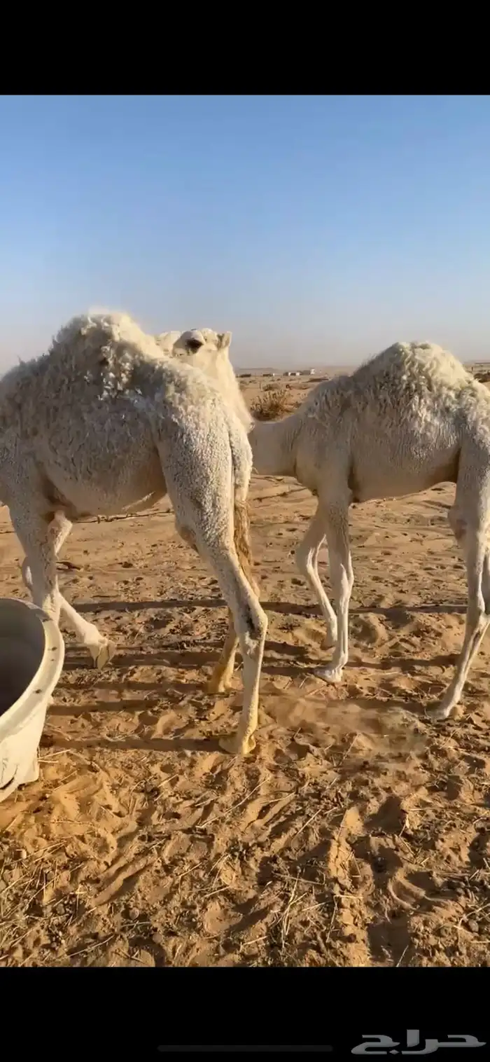 2 قعدان لبانيات بريه سمان وطيبات 1
