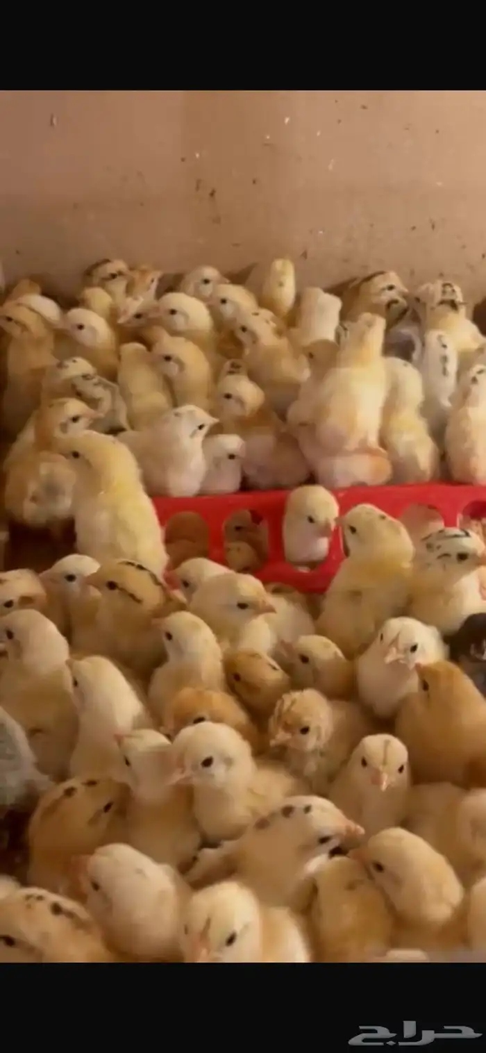 صيصان دجاج بلدي فواتح 2