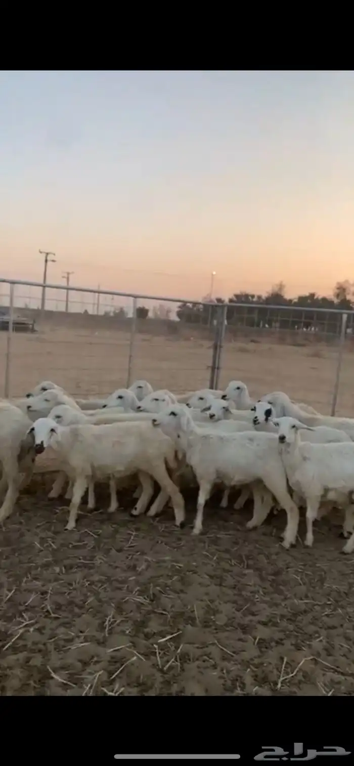 للبيع رخل حري عدد 20 2