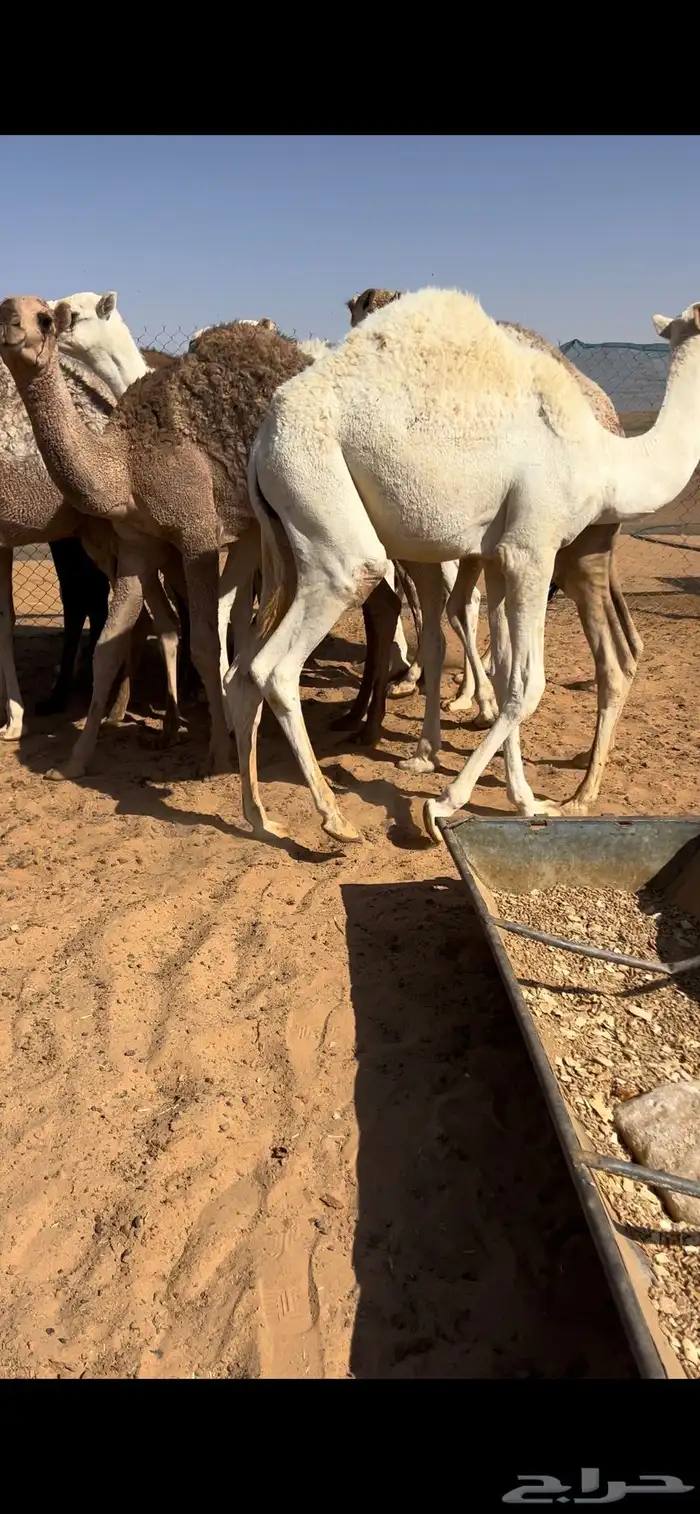 للبيع قعدان قصب 5