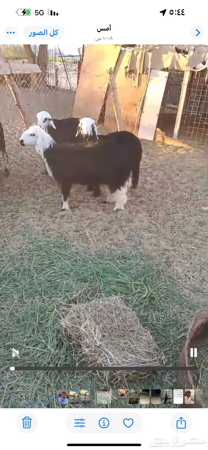 رخلتين البيع 0