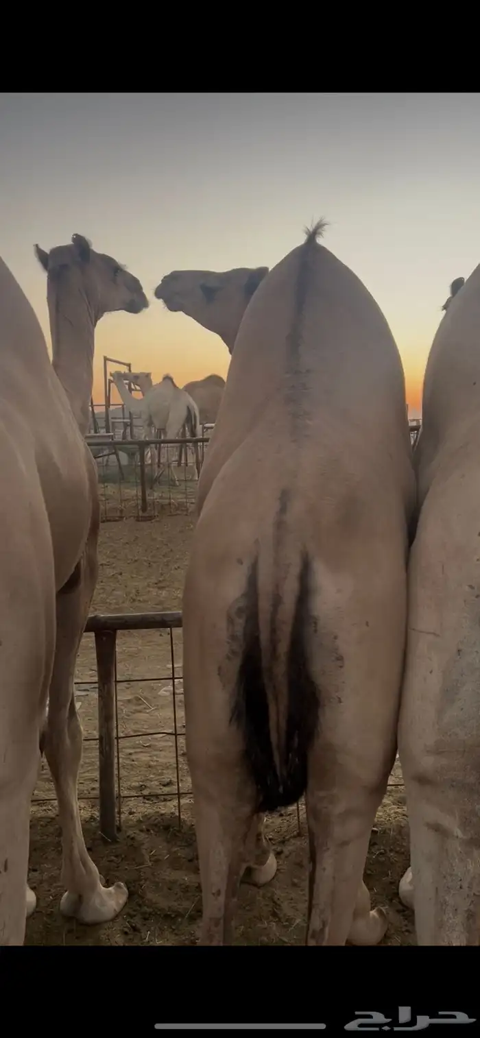 قعدان للبيع 5