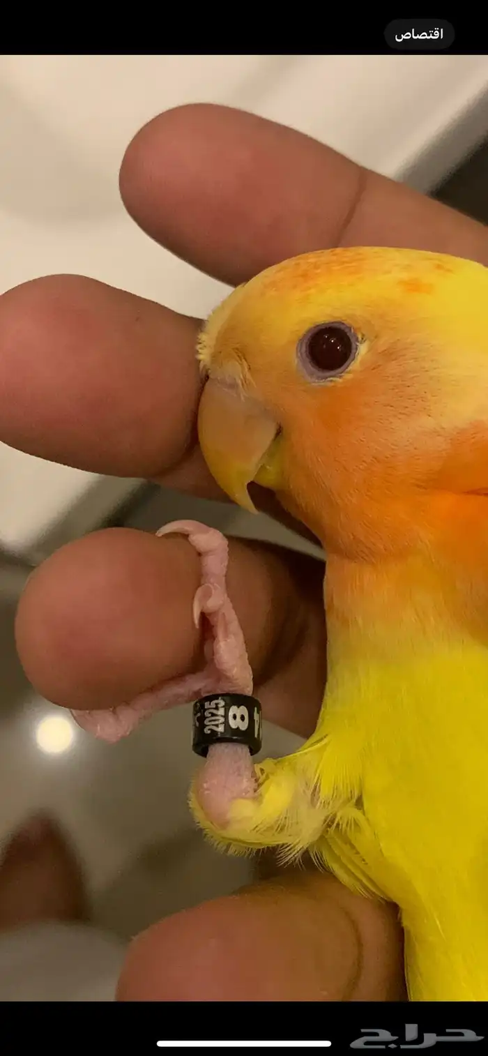 طير روز اللون اصفر ورأس برتغالي وعيون احمر 8