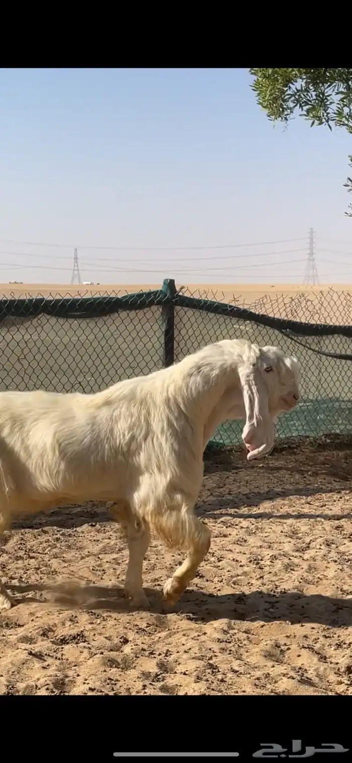 تيس مصري اجم شرط القريع 7