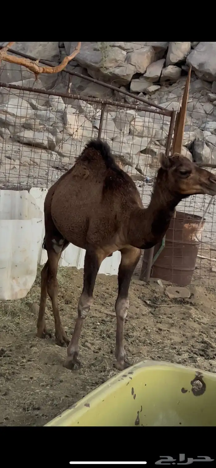 ناقه وقعود 1