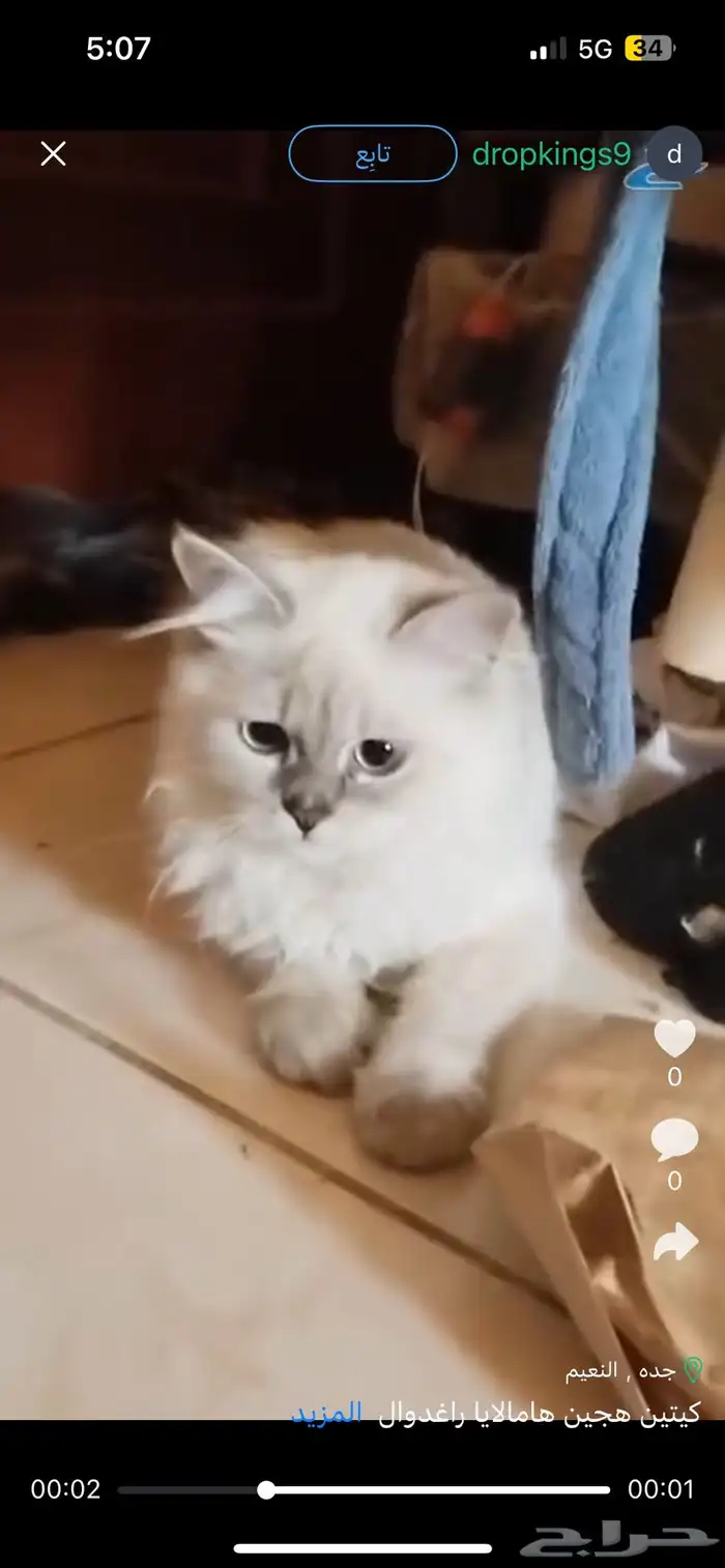 كيتين هجين هامالايا راغدوال 0