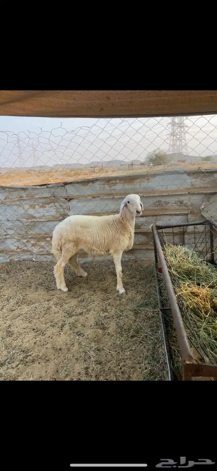 طلي ست شهور ((تم البيع )) 3