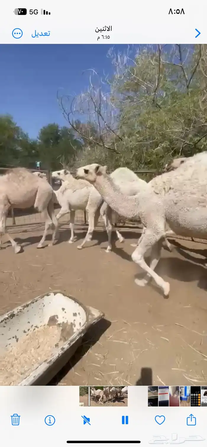 قعدان للبيع كفو بلدي 4