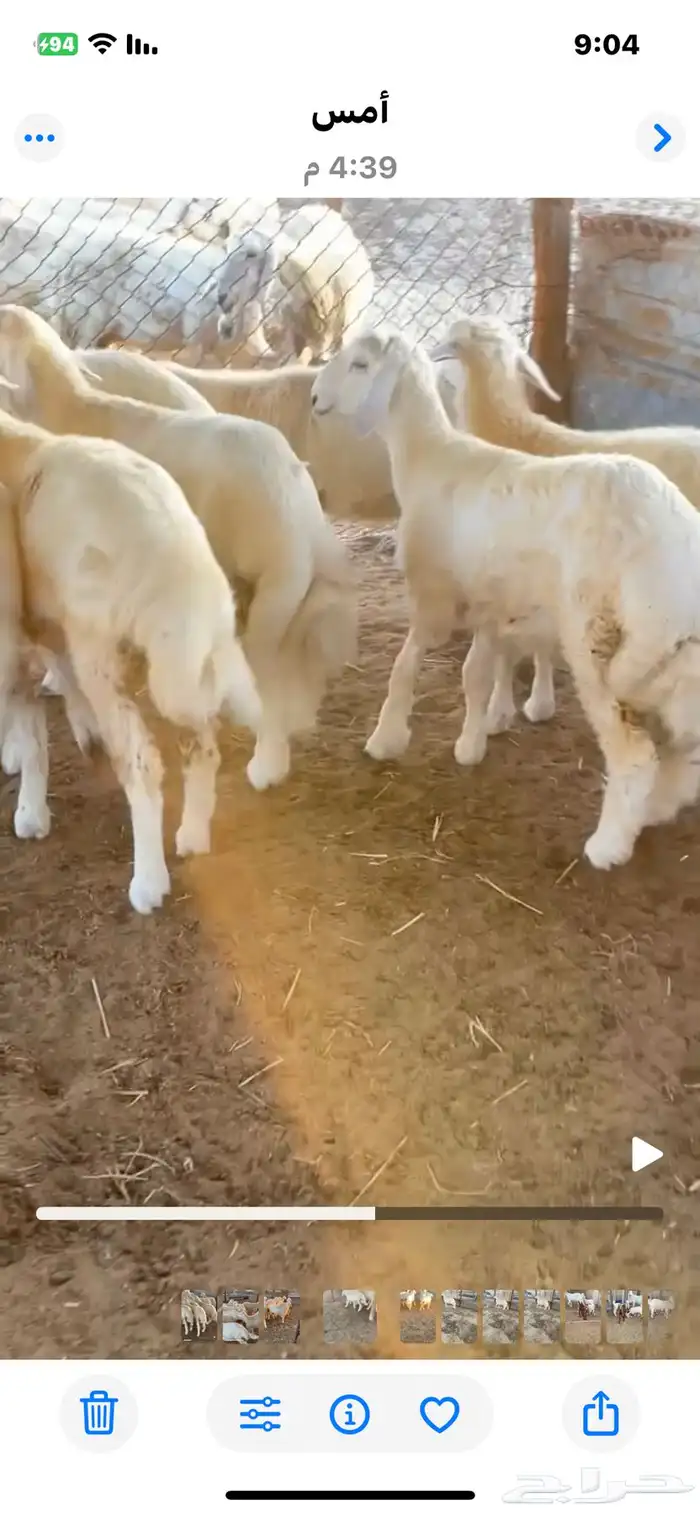 خرفان حريات 1