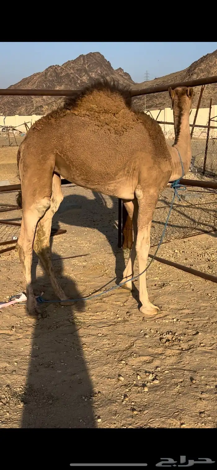 بكره على الحليب 1