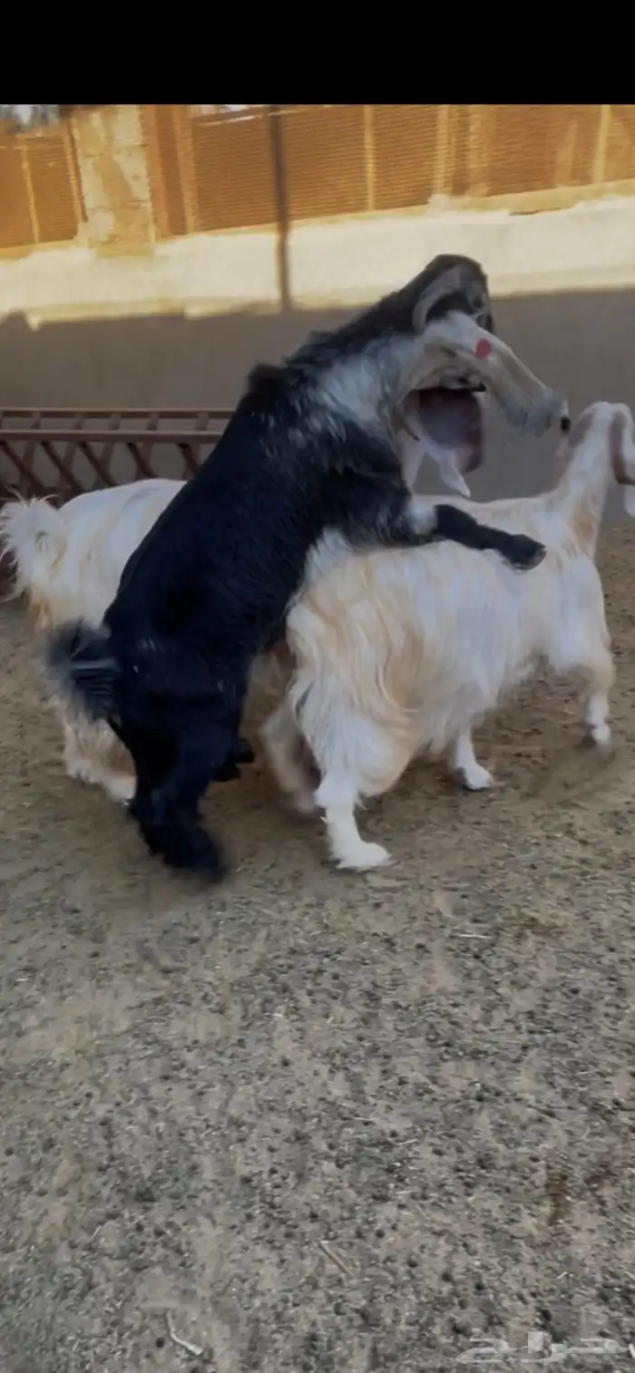 جذع عارضي معرف من حلال السعدون بالاحساء 5