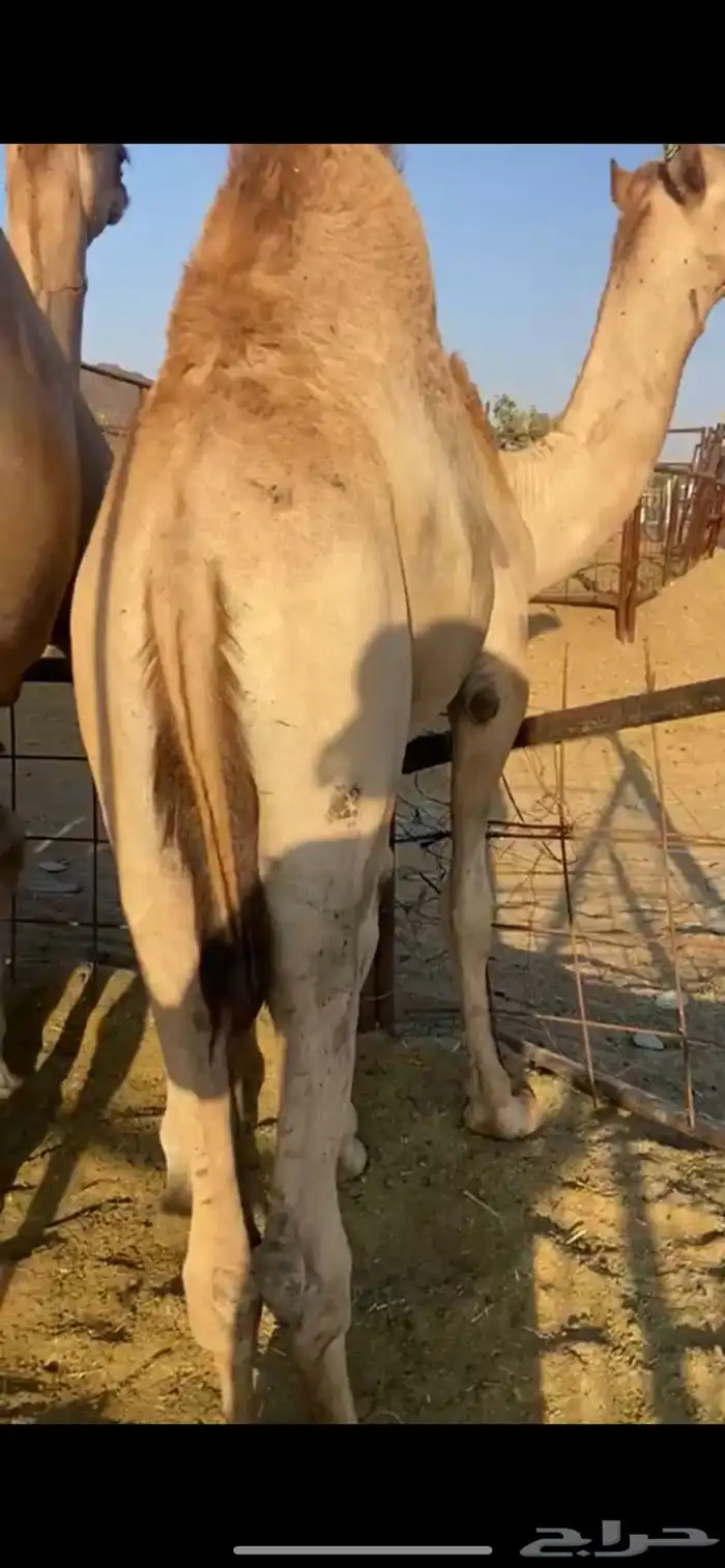 قعدان للبيع 2