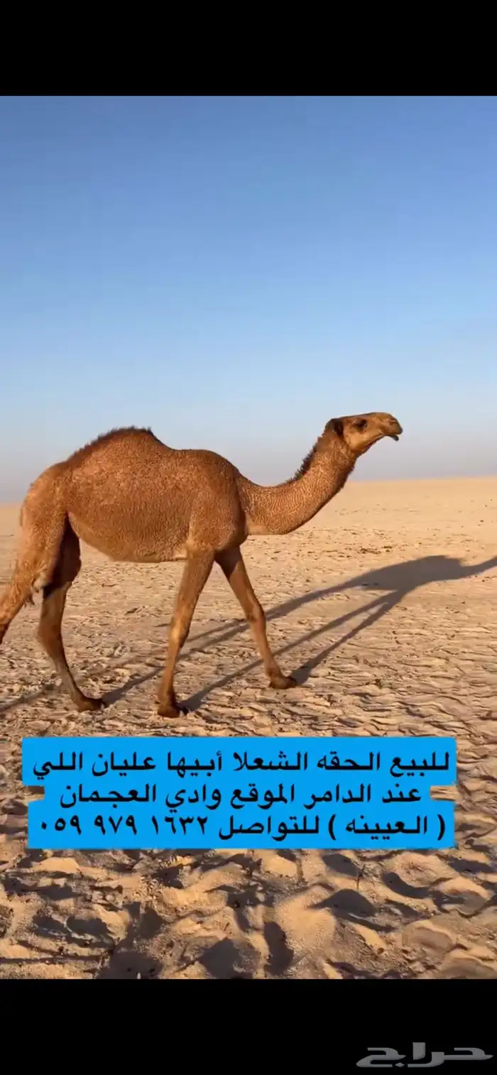 للبيع شعلا حقه طيبه 4