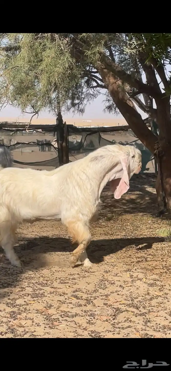 تيس مصري اجم شرط القريع 1