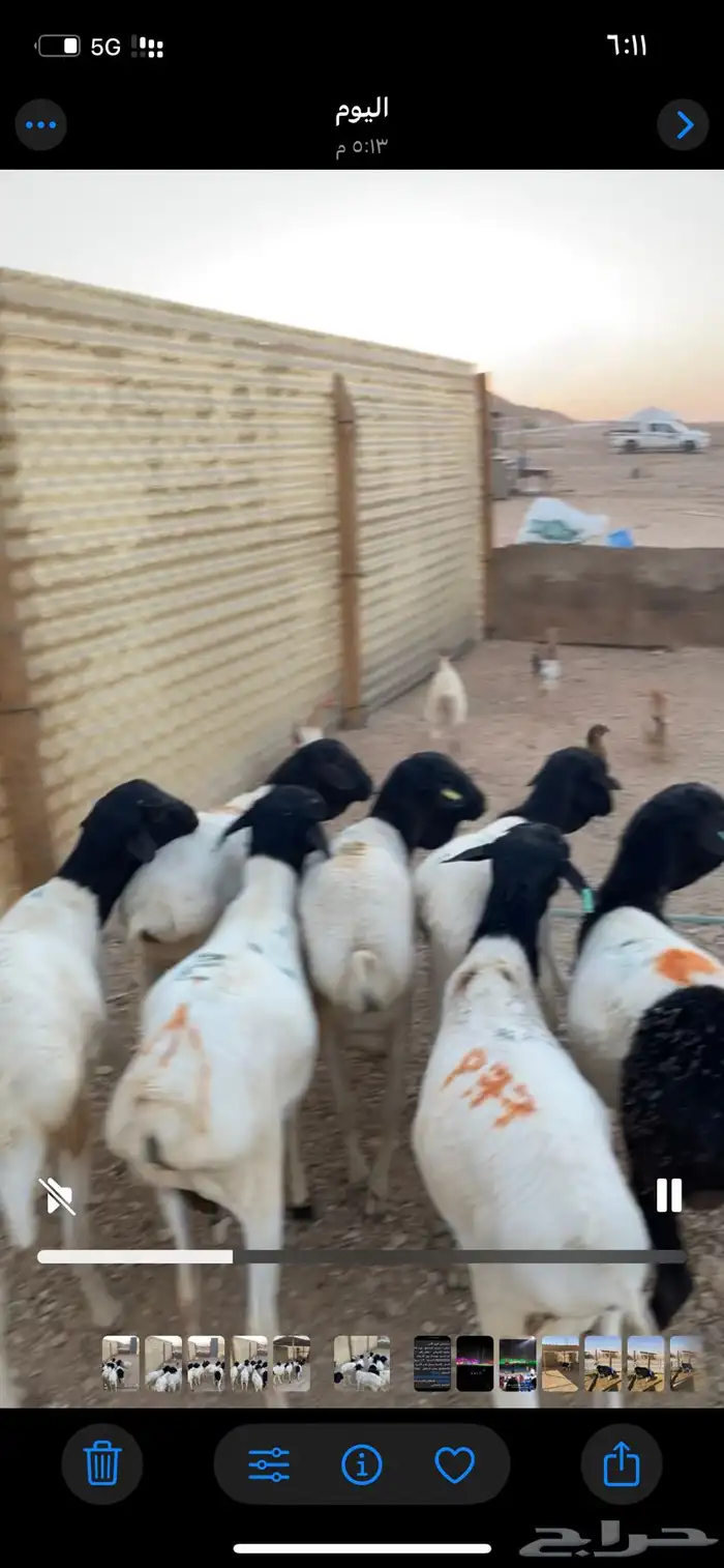 بربري مرابي جذعان برابر 0