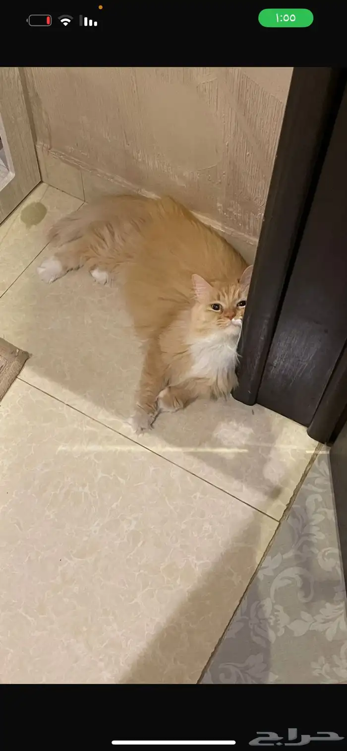 بسه للتبني معقمه 0