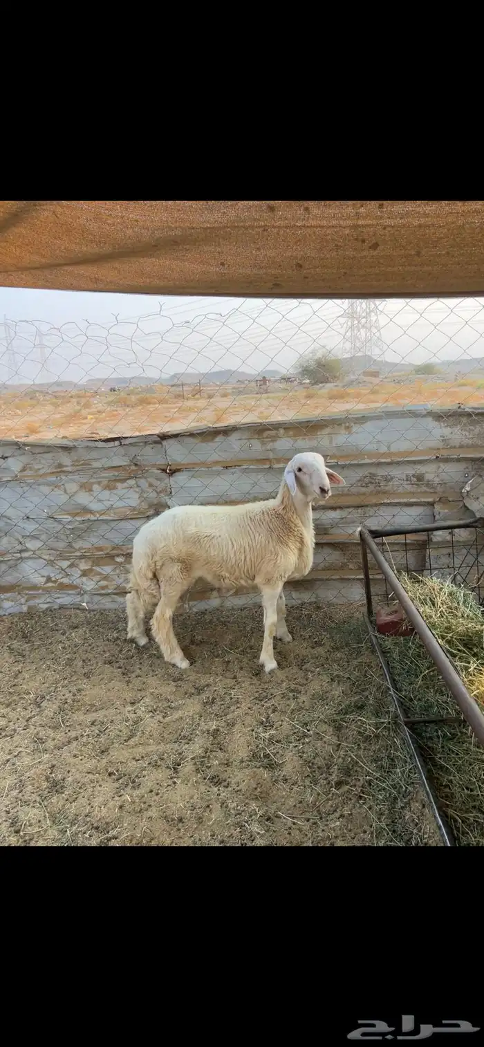 طلي ست شهور ((تم البيع )) 2