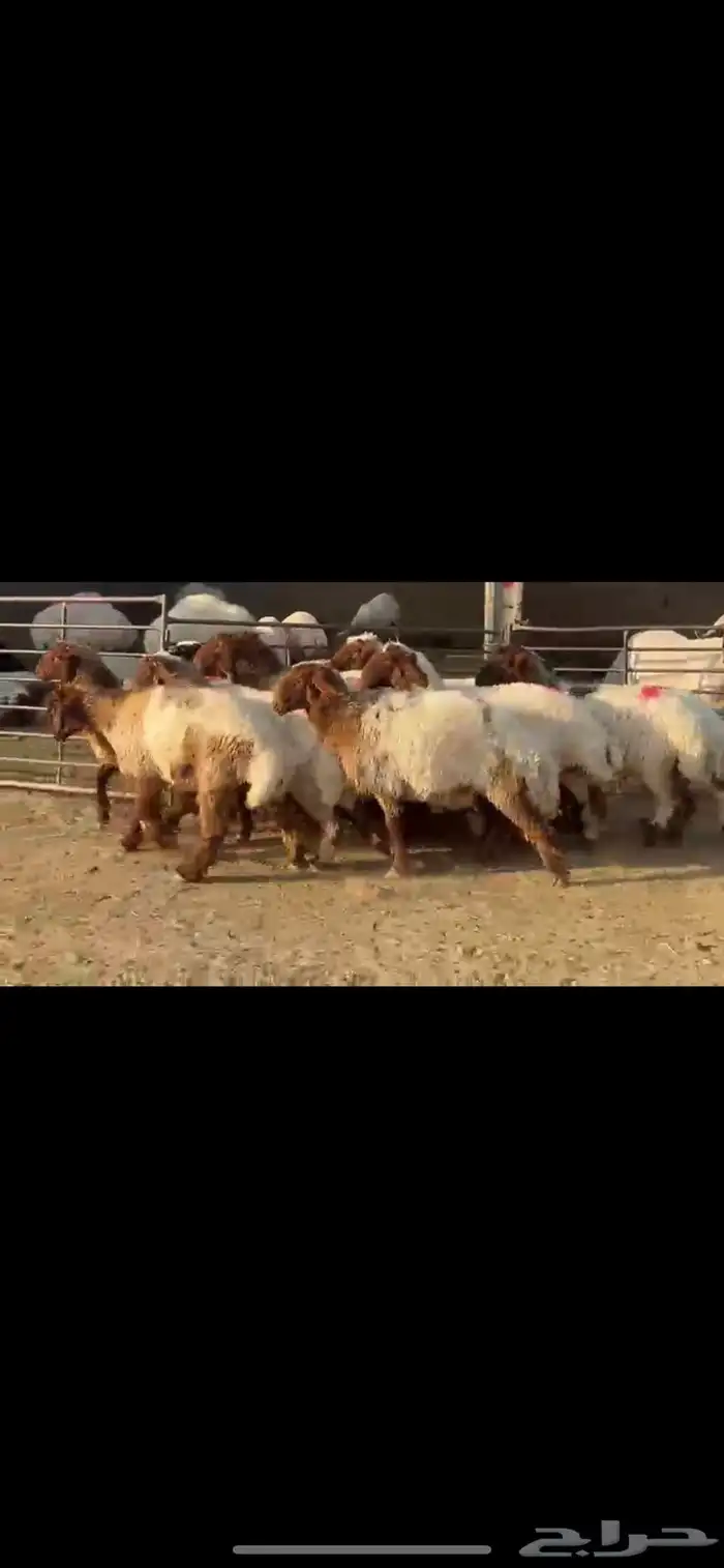 جذعات نعيم مضاريع 5