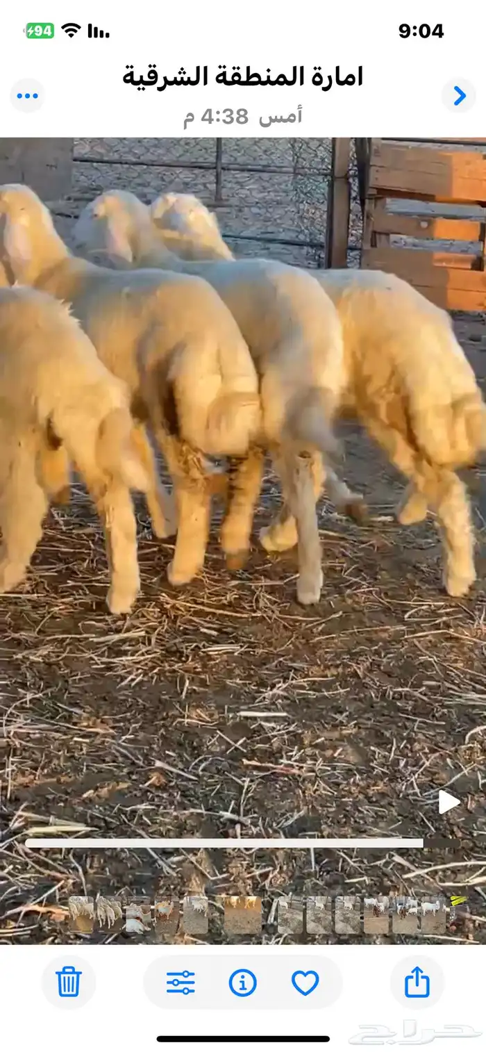 خرفان حريات 0