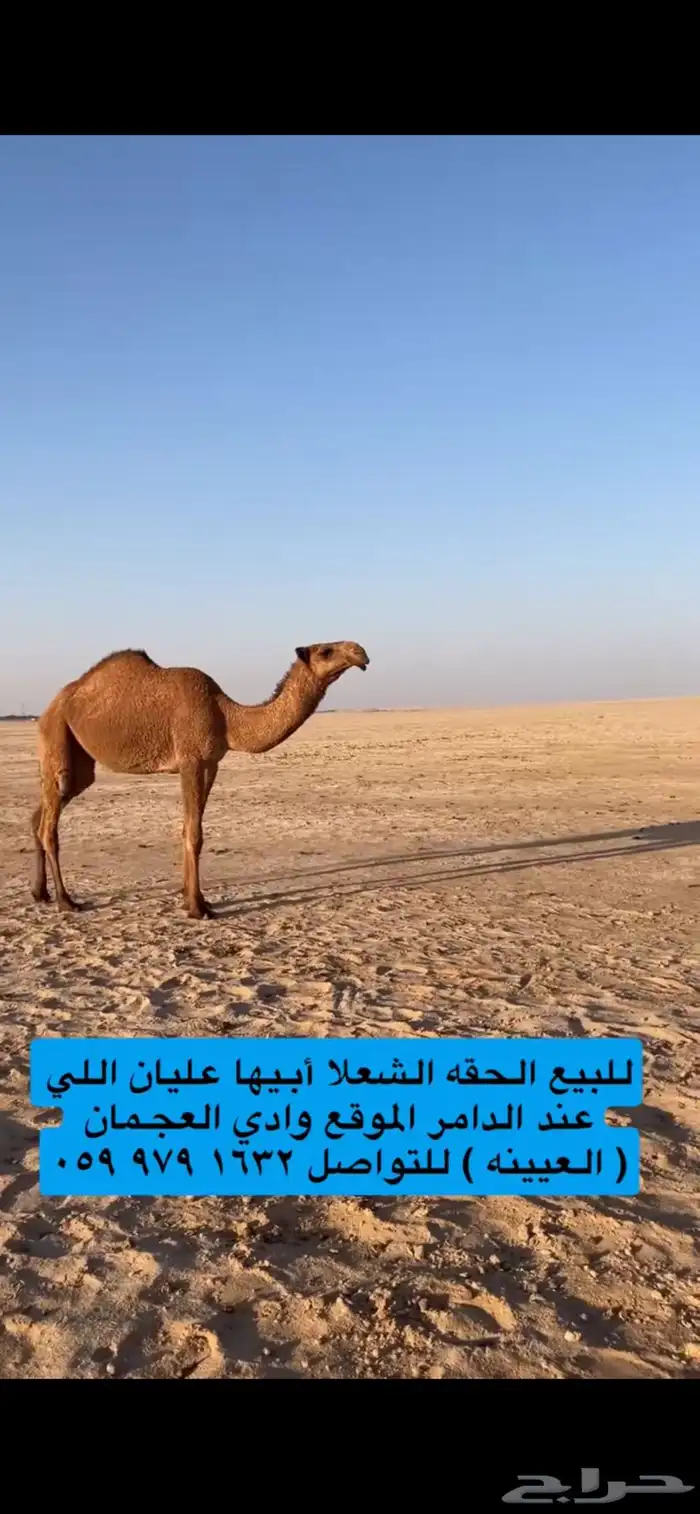 للبيع شعلا حقه طيبه 2