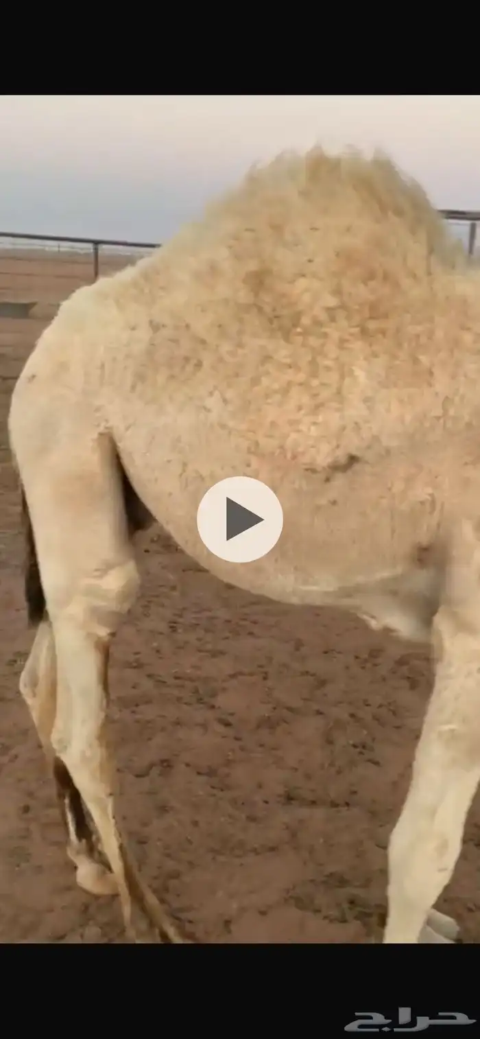 حشو حليب عدد 5 0