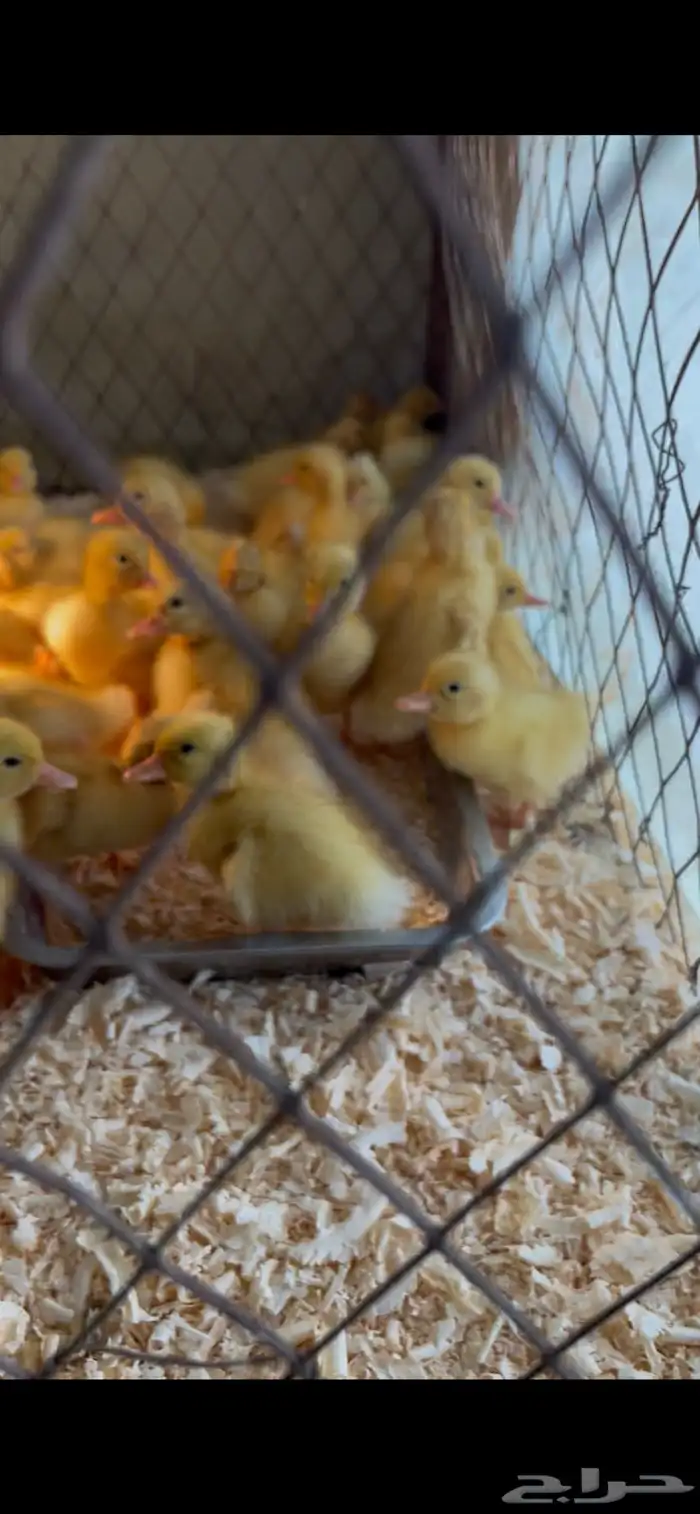 20 صوص بط بكيني عمر3 ايام 0