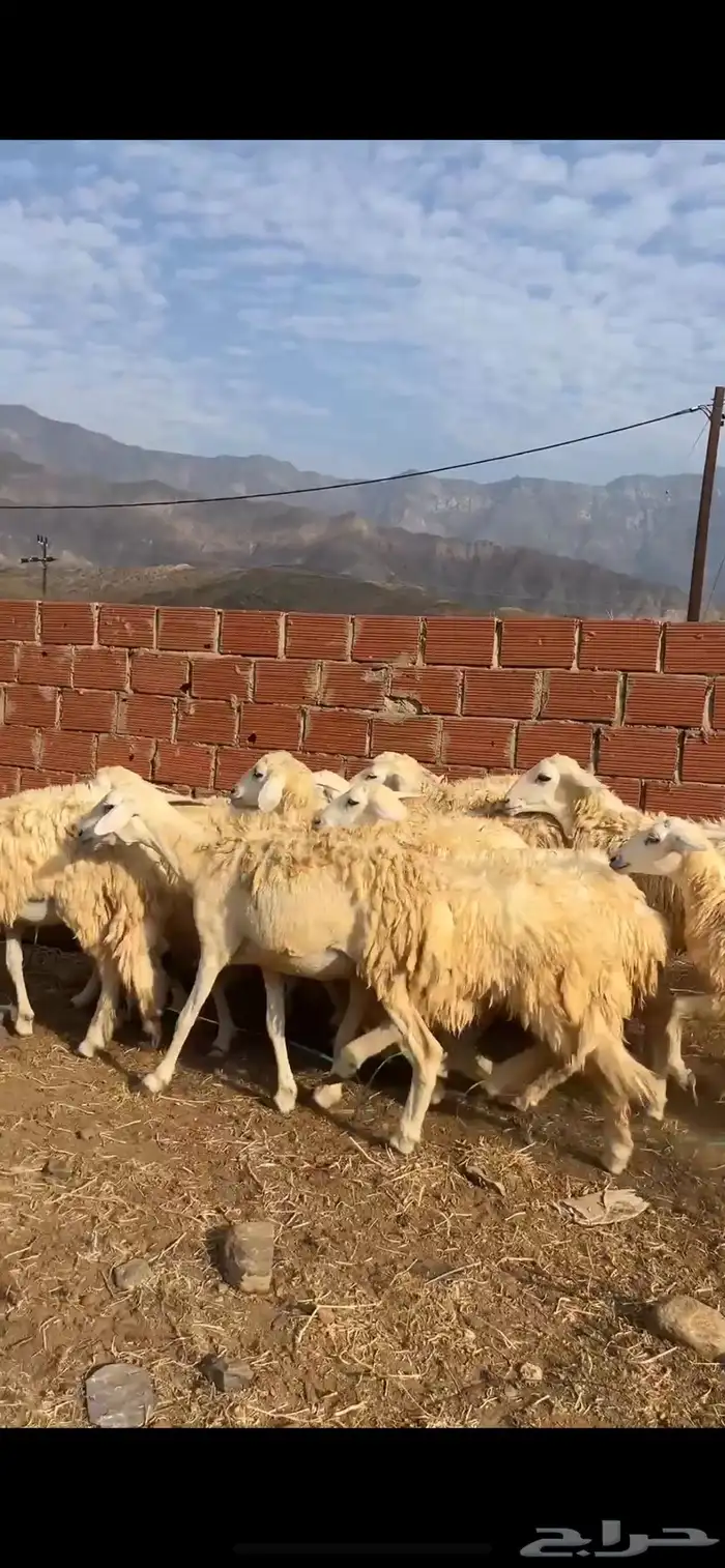 رخال حريات مقاني 0