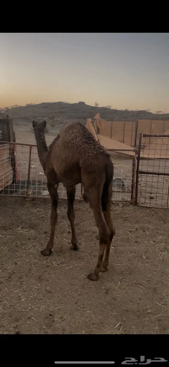 قعدان تربيه 2