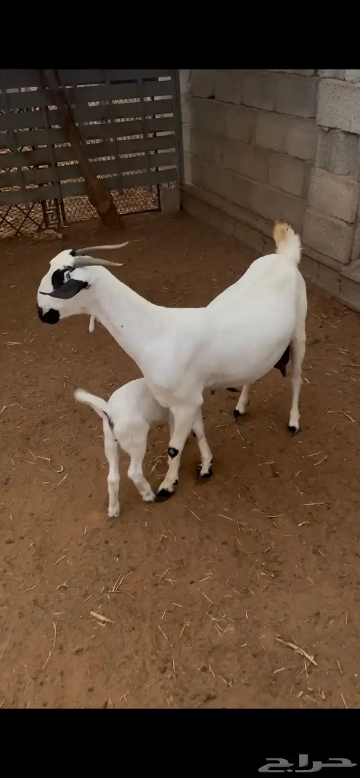 عنز بيشية منتوج 0