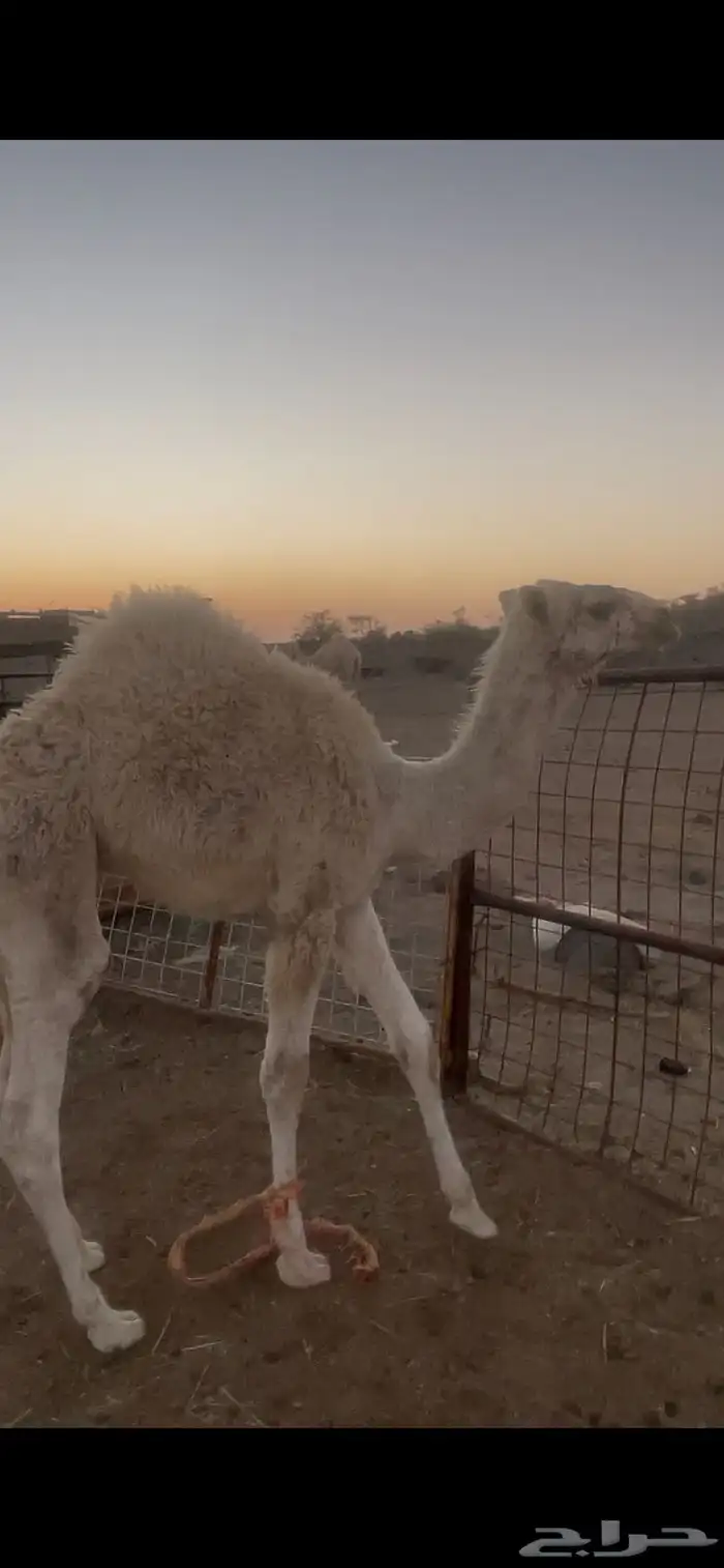 قعدان تربيه 1