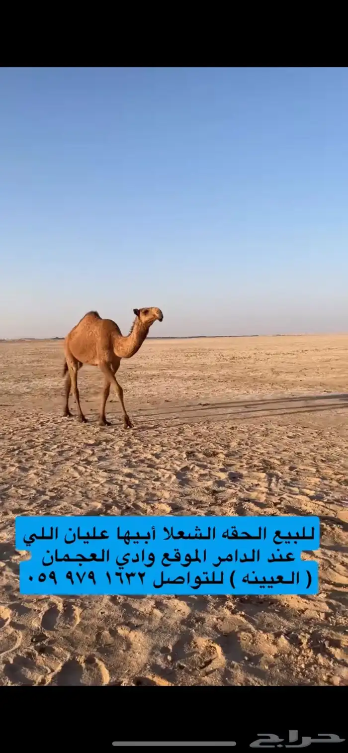 للبيع شعلا حقه طيبه 9