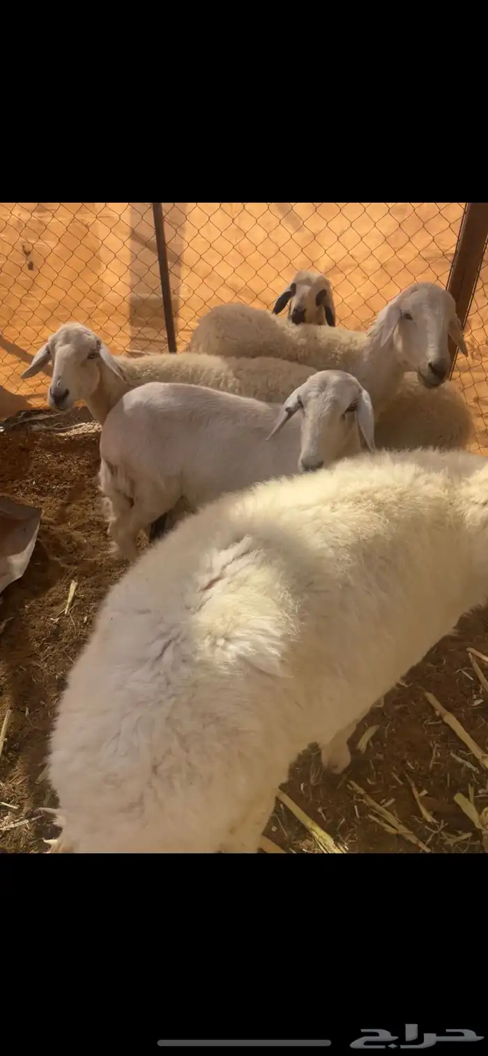 حريات عدد 3 دفيع فحلها معها وحده متبع تحتها رخل 5