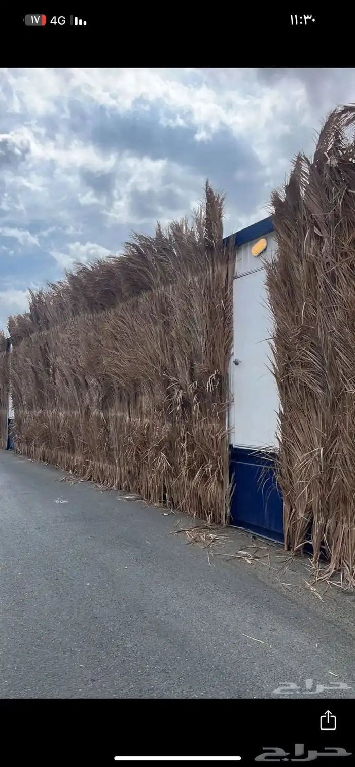 سعف نخل للحدائق والزينه 10