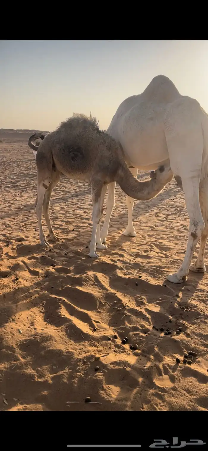 حاشي حليب شحم وجبر 0