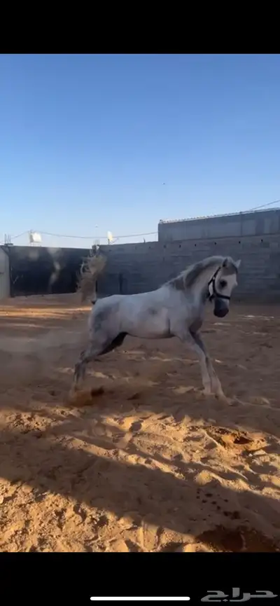 مهره للبيع index