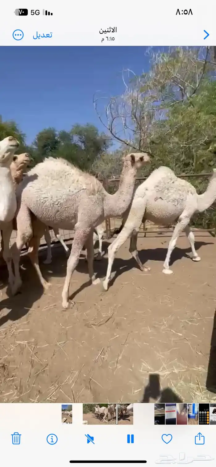 قعدان للبيع كفو بلدي 3