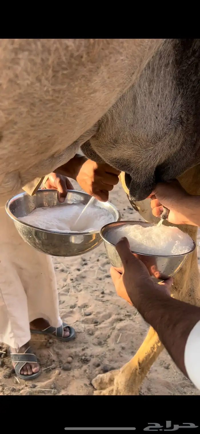 خلفه شقحا مصغر منيحه 1