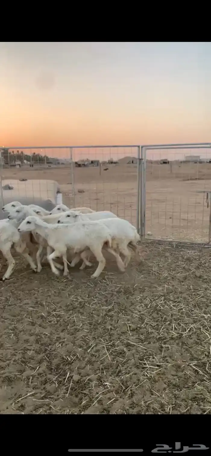 للبيع رخل حري عدد 20 3