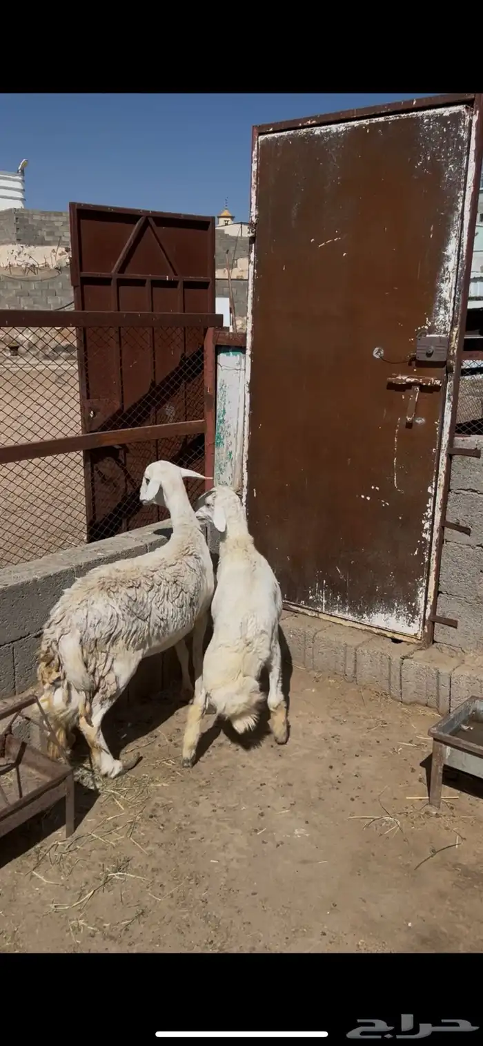 شاه وولدها كفو 1