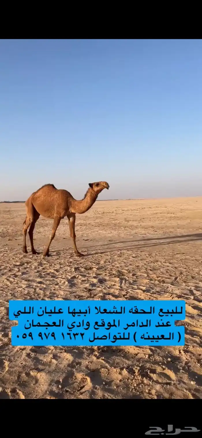 للبيع شعلا حقه طيبه 1