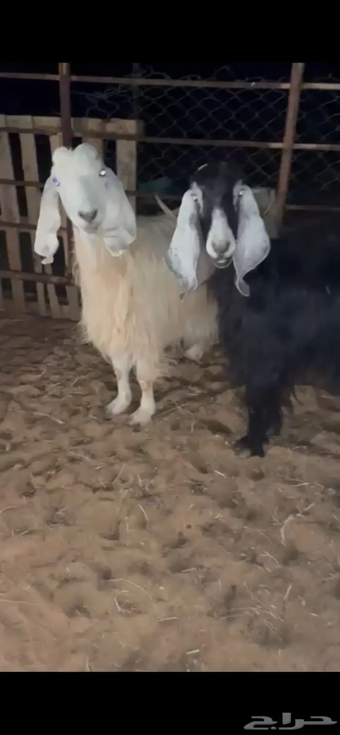 للبيع معزا كفوو 0